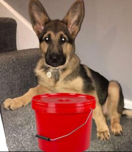 A photo of Effy the german shepherd with a 10l red plastic bucket